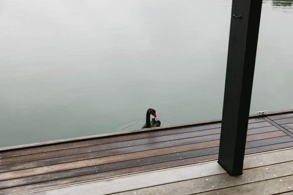 Black swan with red beak swimming near a wooden dock by a calm lake.