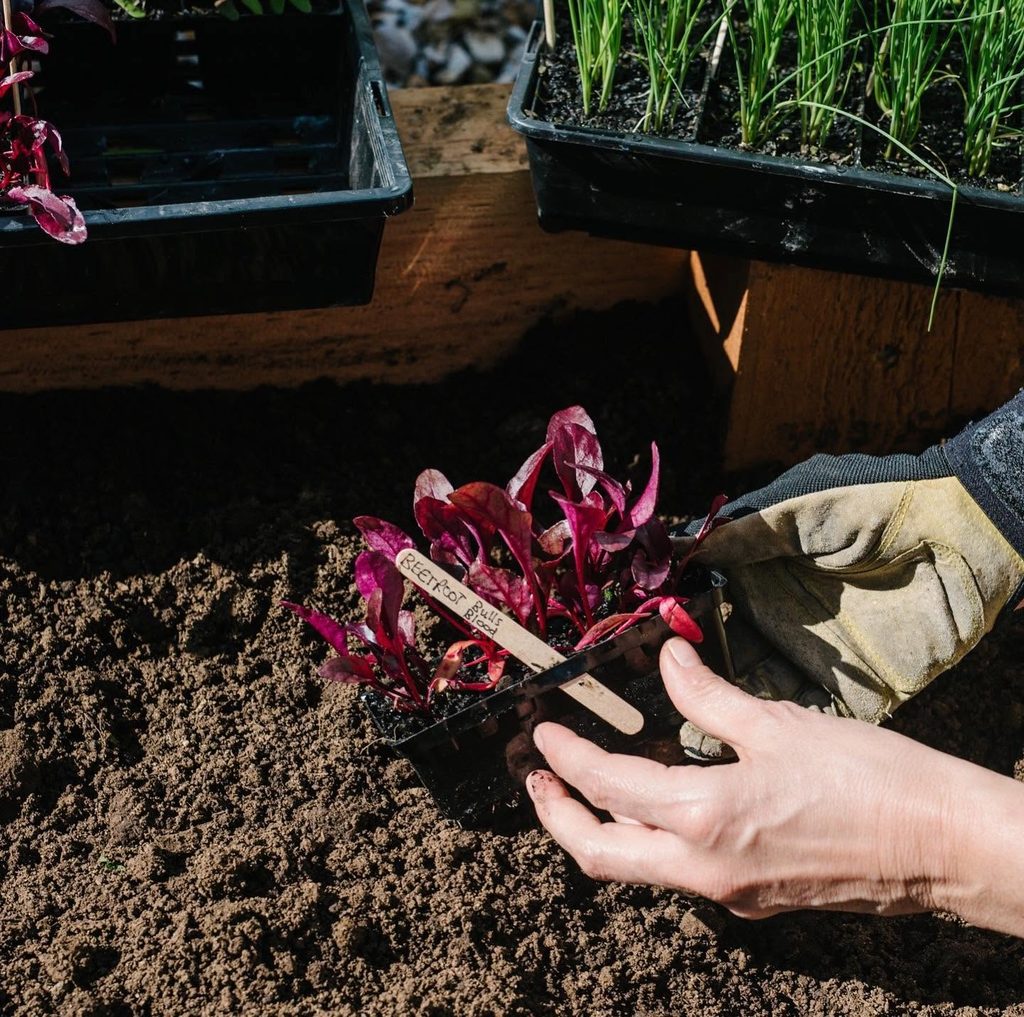 469740423_1292963782054061_1605821844045668047_n | I do I do Gippsland Hands wearing gloves transplant a red-leafed seedling into dark soil with seedling trays nearby.