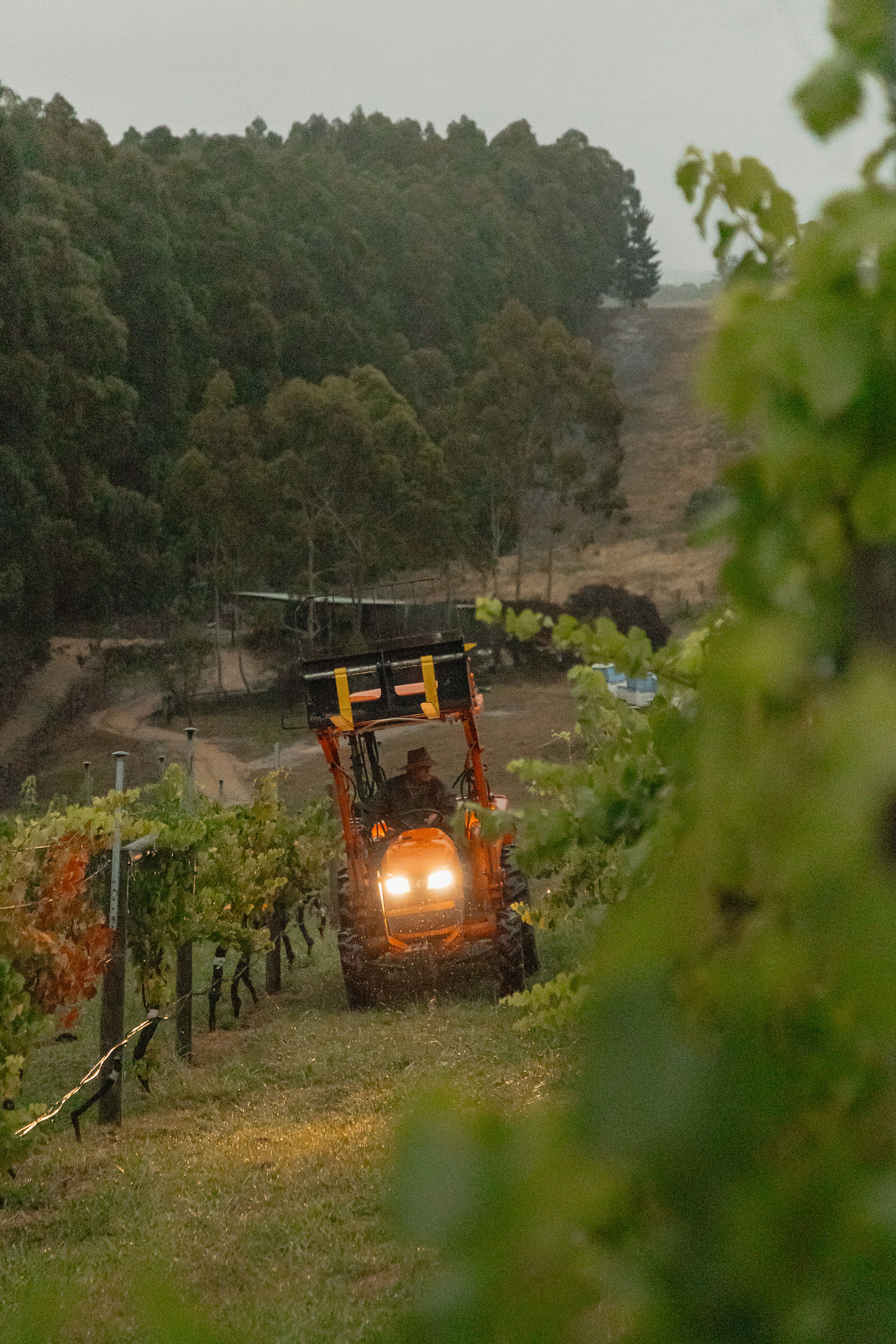 CarrajungEstate_Preview_2026-074 | I do I do Gippsland Orange tractor driving along a vineyard path with grapevines on both sides and a forested hillside in the background, headlights on.