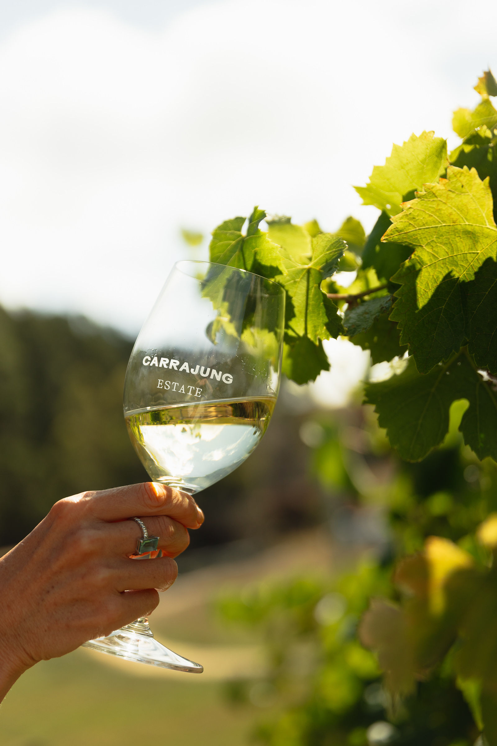 CarrajungEstate_Preview_2026-422 | I do I do Gippsland Wine glass of white wine being held up outdoors among green grape leaves and a sunlit vineyard background.